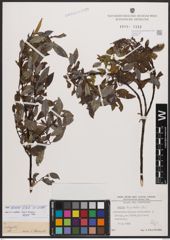 Salix bicolor Ehrh. ex Willd.